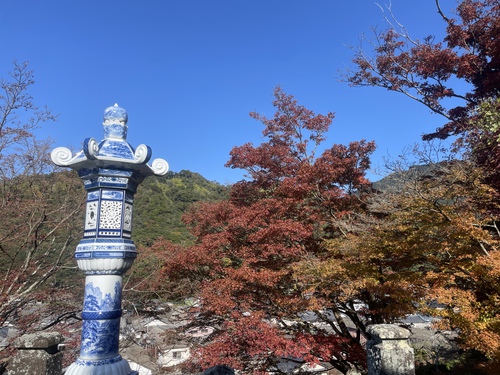 【2024年】紅葉情報Vol.4　陶山神社・大公孫樹・竜門峡