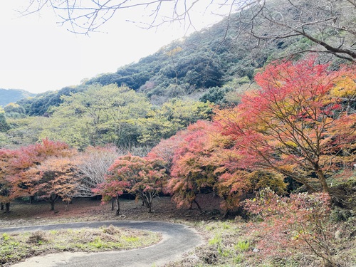 【2024年】紅葉情報Vol.4　陶山神社・大公孫樹・竜門峡