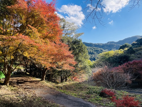 【2024年】紅葉情報Vol.4　陶山神社・大公孫樹・竜門峡