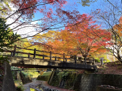 【2024年】紅葉情報Vol.4　陶山神社・大公孫樹・竜門峡