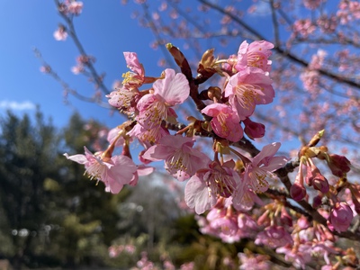 【有田の桜開花情報2022】深川製磁 チャイナ・オン・ザ・パーク②