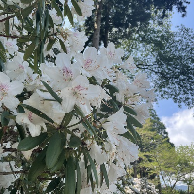 【有田の桜開花情報2022】桜ヶ丘公園・山田神社