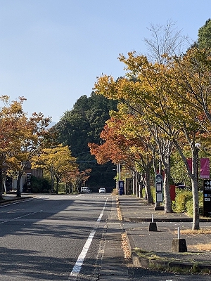 有田の紅葉情報2021 Vol.1