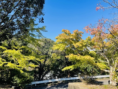有田の紅葉情報2021 Vol.1