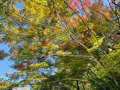 有田の紅葉情報2021 Vol.1