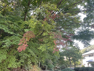 有田の紅葉情報2021 Vol.1