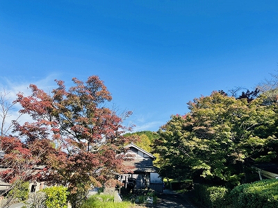 有田の紅葉情報2021 Vol.1