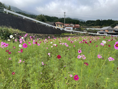 山谷切口のコスモス棚田情報