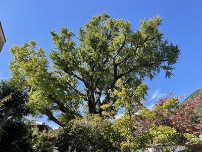 有田の紅葉情報2021 Vol.1