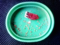 イチゴの種の採取
