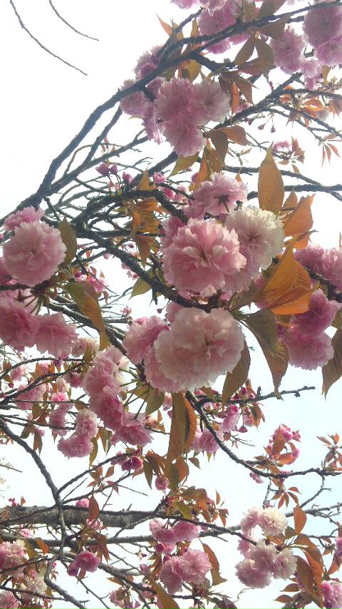 多布施川沿い 桜散歩。