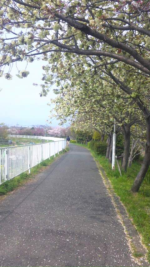 多布施川沿い 桜散歩。