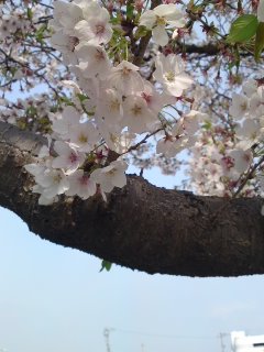 百年公園