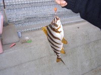 釣れた～！