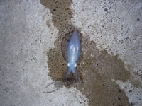 イカが釣れた～！