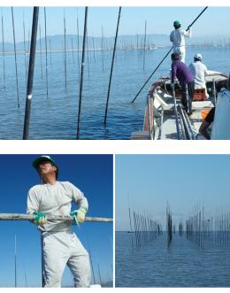 いよいよ海苔の支柱立て始まりました