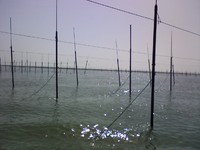 今期の海苔収穫終了！！