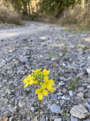 久々の明星山☆