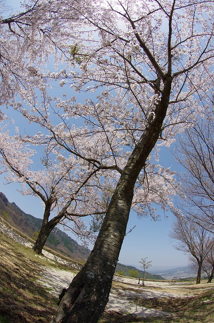 阿蘇桜