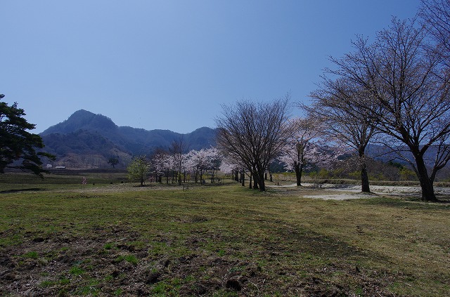 阿蘇桜