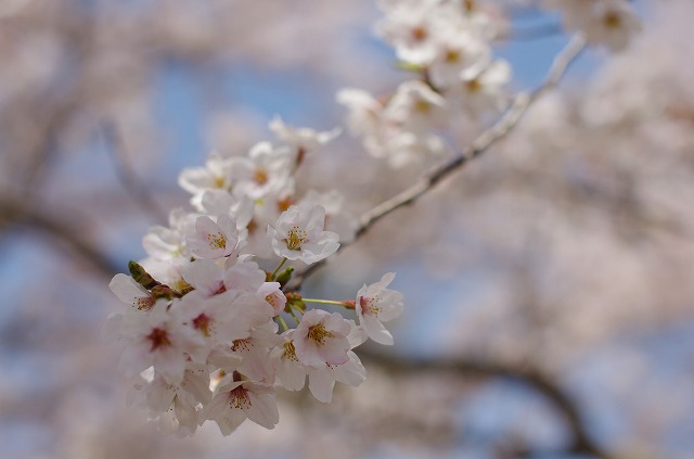 阿蘇桜