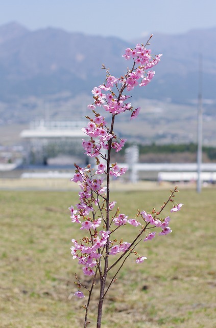 阿蘇桜