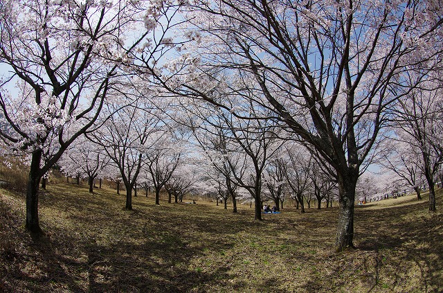 阿蘇桜