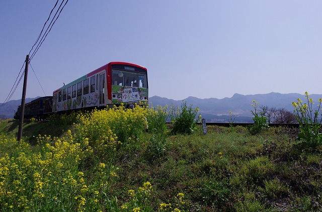 阿蘇桜