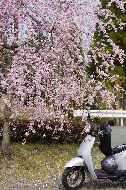 名残桜