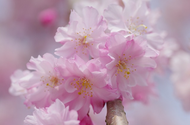 名残桜