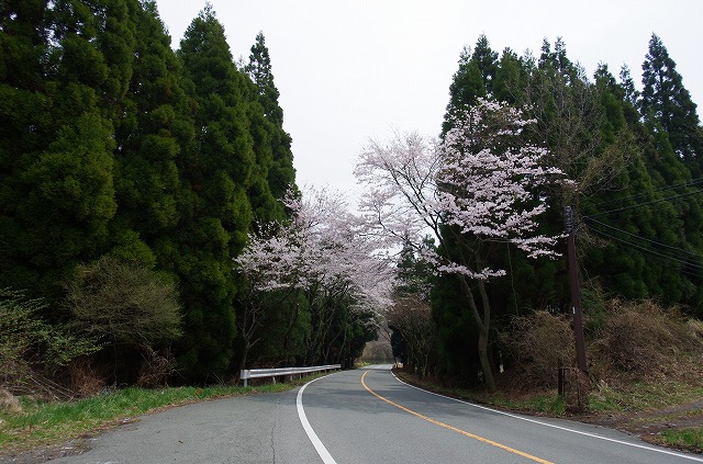 名残桜