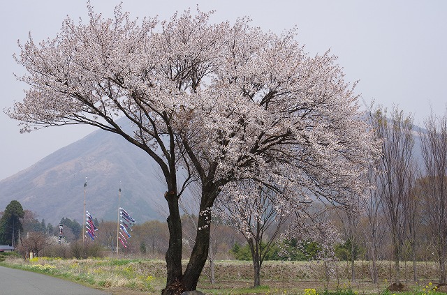 名残桜