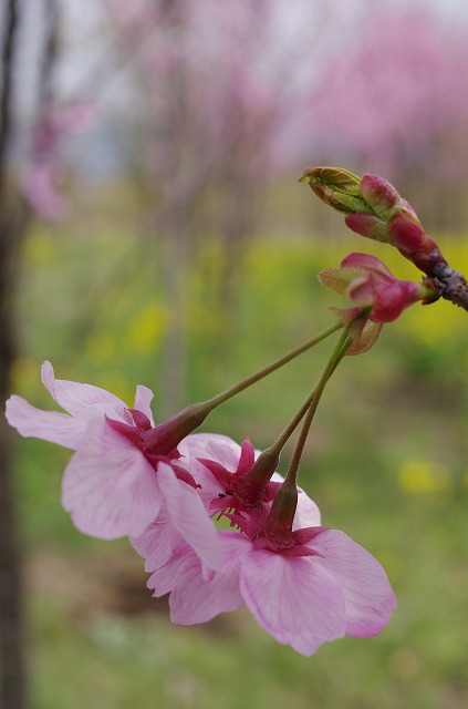 名残桜