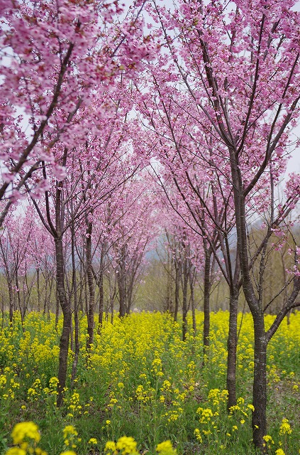 名残桜