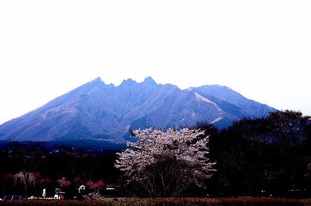 名残桜