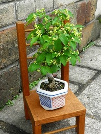樹齢30年以上のコマユミ。