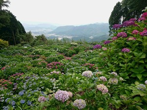 毎日が正月日和 武雄のあじさい寺 大聖寺