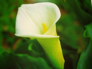 ロイヤリティフリーカラン 花 美しい花の画像