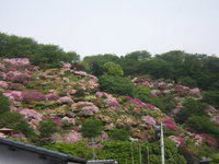 ☆祐徳稲荷外苑の今日のつつじ開花情報☆