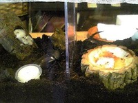 クワガタ＆カブトムシ