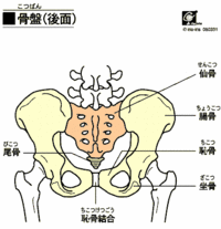 女性に多い尾骨痛