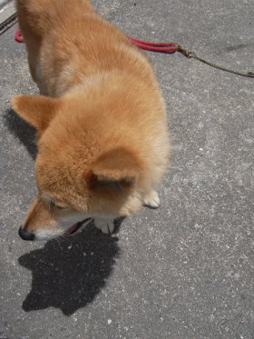 あっという間に田植えの季節。