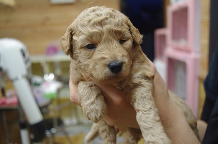 子犬成長中～♪