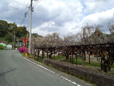 八女市黒木町　大藤１分咲き