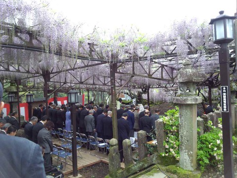 黒木の大藤　５分咲き
