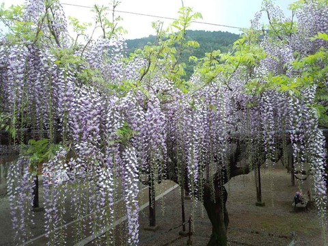 黒木の大藤　５分咲き