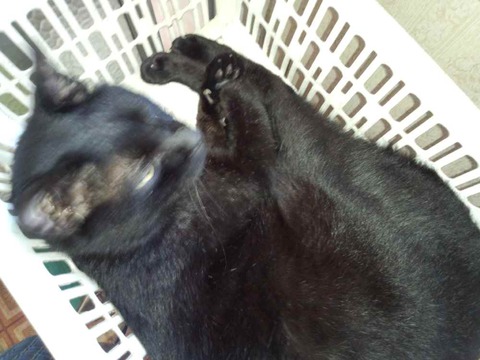 カゴ猫の黒猫クロちゃん