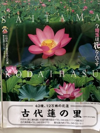 10万本の古代蓮が咲いてる