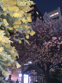 桜とミモザ@蔵前神社