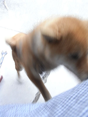 癒し担当。